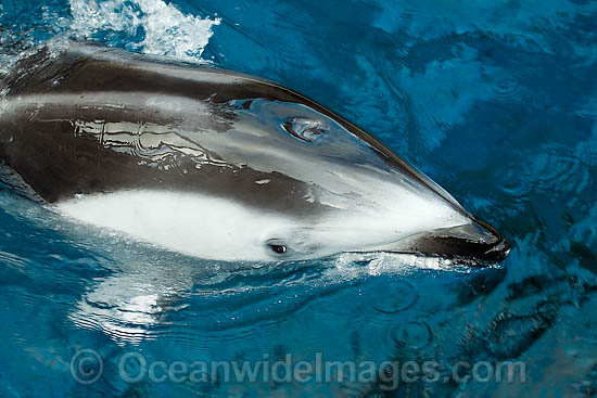 Pacific White-sided Dolphin (Lagenorhynchus obliquidens). Found in temperate waters of the North Pacific Ocean. Pacific White-sided Dolphin (Lagenorhynchus obliquidens). Found in temperate waters of the North Pacific Ocean.