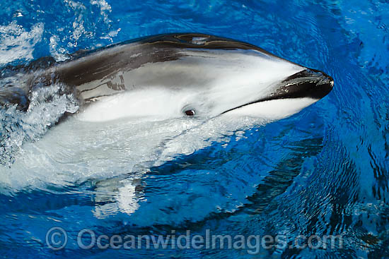Pacific White-sided Dolphin photo