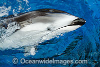 Pacific White-sided Dolphin Photo - David Fleetham