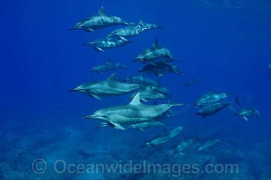 Spinner Dolphin Stenella longirostris photo