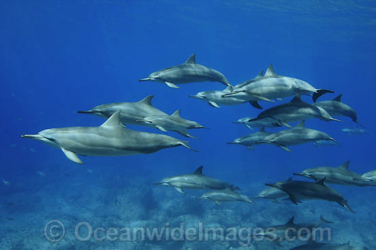 Spinner Dolphin Stenella longirostris photo