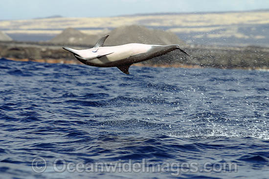 Spinner Dolphin (Stenella longirostris) breaching. Also known as Long-snouted Spinner Dolphin. Found in tropical waters around the world. Photo taken Hawaii, USA Photo - David Fleetham Spinner Dolphin (Stenella longirostris) breaching. Also known as Long-snouted Spinner Dolphin. Found in tropical waters around the world. Photo taken Hawaii, USA Photo - David Fleetham