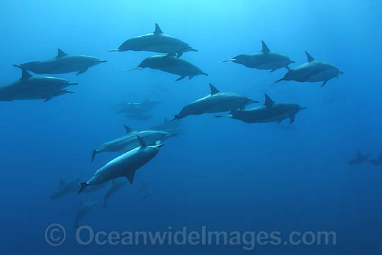Spinner Dolphin (Stenella longirostris) underwater. Also known as Long-snouted Spinner Dolphin. Found in tropical waters around the world. Photo taken Hawaii, USA Spinner Dolphin (Stenella longirostris) underwater. Also known as Long-snouted Spinner Dolphin. Found in tropical waters around the world. Photo taken Hawaii, USA