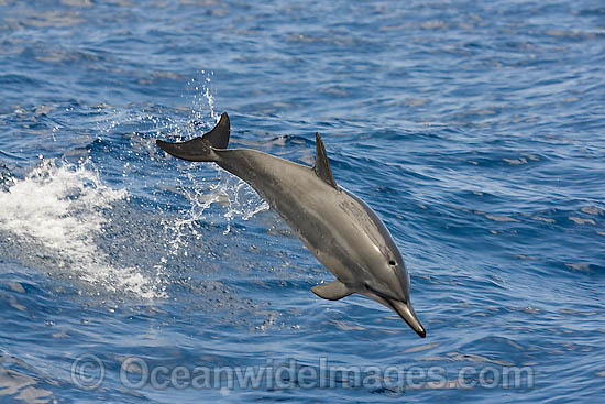 Spinner Dolphin breaching photo Spinner Dolphin breaching photo