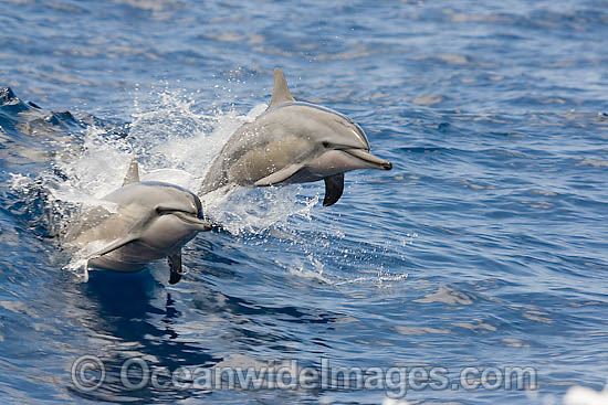 Spinner Dolphin breaching photo