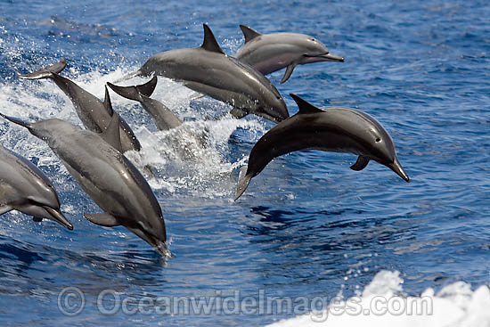 Spinner Dolphin (Stenella longirostris) breaching. Also known as Long-snouted Spinner Dolphin. Found in tropical waters around the world. Photo taken Hawaii, USA Photo - David Fleetham Spinner Dolphin (Stenella longirostris) breaching. Also known as Long-snouted Spinner Dolphin. Found in tropical waters around the world. Photo taken Hawaii, USA Photo - David Fleetham