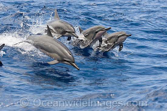 Spinner Dolphin breaching photo