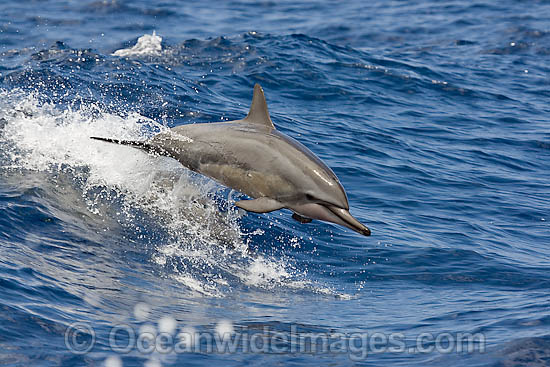 Spinner Dolphin (Stenella longirostris) breaching. Also known as Long-snouted Spinner Dolphin. Found in tropical waters around the world. Photo taken Hawaii, USA Photo - David Fleetham
