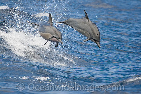 Spinner Dolphin breaching photo