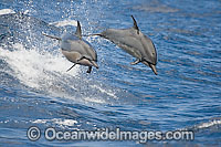 Spinner Dolphin breaching Photo - David Fleetham