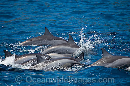 Spinner Dolphin (Stenella longirostris) porpoising. Also known as Long-snouted Spinner Dolphin. Found in tropical waters around the world. Photo taken Hawaii, USA Photo - David Fleetham Spinner Dolphin (Stenella longirostris) porpoising. Also known as Long-snouted Spinner Dolphin. Found in tropical waters around the world. Photo taken Hawaii, USA Photo - David Fleetham