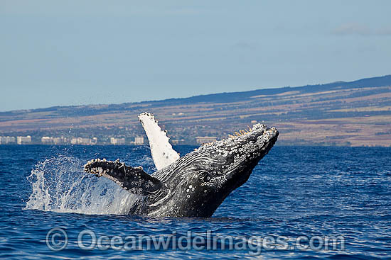 Humpback Whale Hawaii photo
