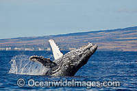 Humpback Whale Hawaii Photo - David Fleetham