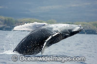 Humpback Whale breaching on surface Photo - David Fleetham