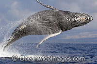 Humpback Whale breaching Photo - David Fleetham