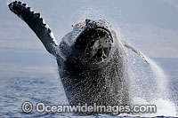 Humpback Whale Hawaii Photo - David Fleetham