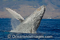 Humpback Whale breaching on surface Photo - David Fleetham