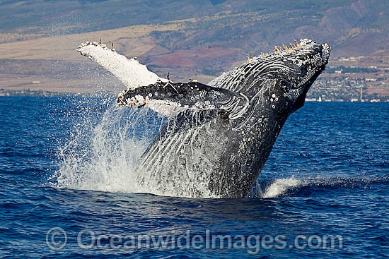 Humpback Whale breaching on surface photo