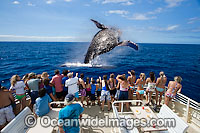 Humpback Whale breaching Photo - David Fleetham