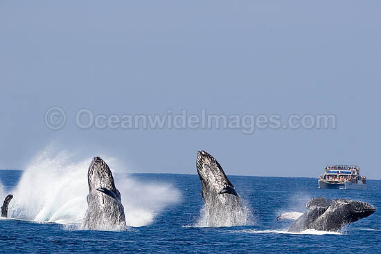 Humpback Whale breaching on surface photo