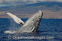 Humpback Whale Hawaii Photo - David Fleetham