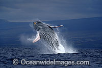 Humpback Whale breaching on surface Photo - David Fleetham