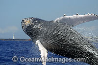 Humpback Whale breaching Photo - David Fleetham