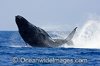 Humpback Whale Hawaii Photo - David Fleetham