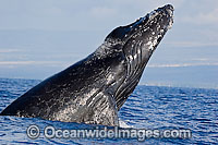 Humpback Whale breaching on surface Photo - David Fleetham