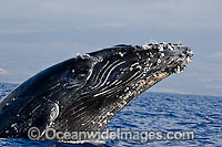 Humpback Whale Hawaii Photo - David Fleetham