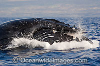 Humpback Whale breaching on surface Photo - David Fleetham