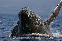 Humpback Whale breaching Photo - David Fleetham