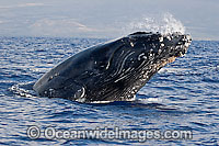 Humpback Whale Hawaii Photo - David Fleetham