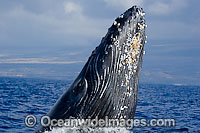 Humpback Whale breaching Photo - David Fleetham