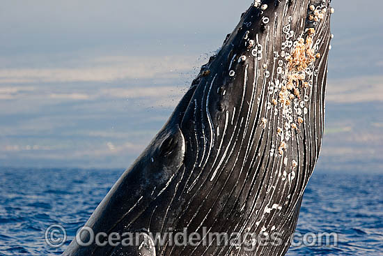 Humpback Whale breaching on surface photo