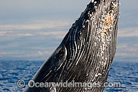 Humpback Whale breaching on surface Photo - David Fleetham