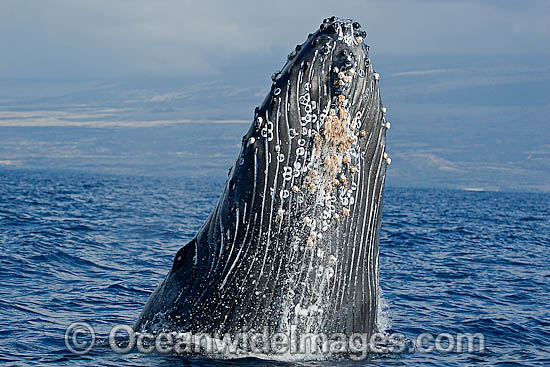 Humpback Whale (Megaptera novaeangliae) breaching on surface. Hawaii, USA. Found throughout the world's oceans in both tropical and polar areas, depending on the season. Classified as Vulnerable on the IUCN Red List. Photo - David Fleetham Humpback Whale (Megaptera novaeangliae) breaching on surface. Hawaii, USA. Found throughout the world's oceans in both tropical and polar areas, depending on the season. Classified as Vulnerable on the IUCN Red List. Photo - David Fleetham
