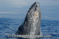 Humpback Whale breaching Photo - David Fleetham