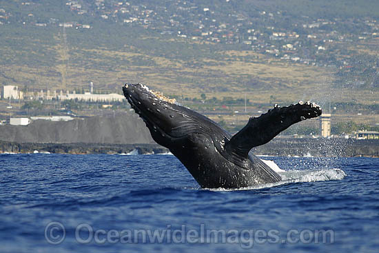 Humpback Whale breaching on surface photo