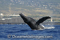 Humpback Whale breaching on surface Photo - David Fleetham