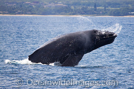 Humpback Whale (Megaptera novaeangliae) breaching on surface. Hawaii, USA. Found throughout the world's oceans in both tropical and polar areas, depending on the season. Classified as Vulnerable on the IUCN Red List. Photo - David Fleetham Humpback Whale (Megaptera novaeangliae) breaching on surface. Hawaii, USA. Found throughout the world's oceans in both tropical and polar areas, depending on the season. Classified as Vulnerable on the IUCN Red List. Photo - David Fleetham