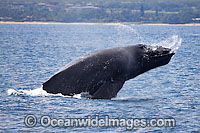 Humpback Whale Hawaii Photo - David Fleetham