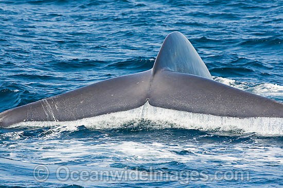 Blue Whale tail fluke photo