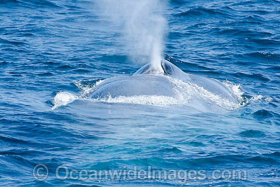 Blue Whale expelling air photo
