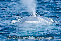 Blue Whale expelling air Photo - David Fleetham
