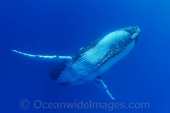 Humpback Whale underwater photo