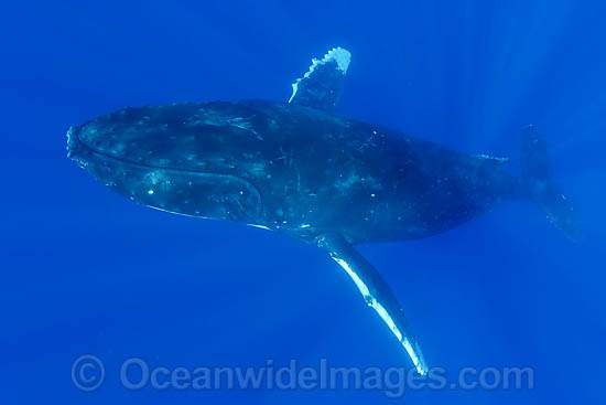 Humpback Whale underwater photo Humpback Whale underwater photo