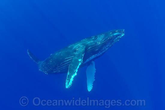 Humpback Whale (Megaptera novaeangliae) underwater. Found throughout the world's oceans in both tropical & polar areas, depending on the season. Photo taken Hawaii. Classified as Vulnerable on the IUCN Red List. Photo - David Fleetham