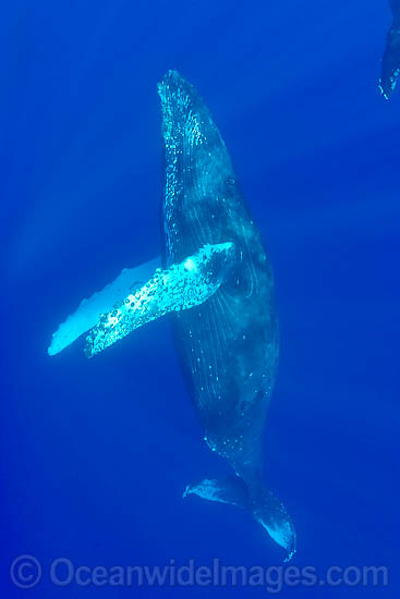 Humpback Whale underwater photo