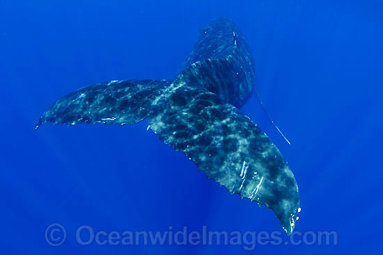 Humpback Whale tail fluke underwater photo